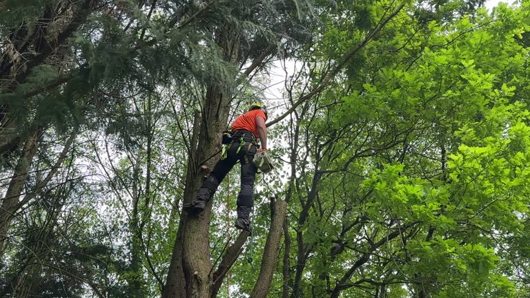 Professional Tree Removal and Landscaping Services in Hanover, PA